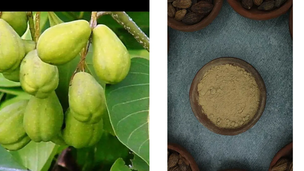 கடுக்காய் பொடி நன்மைகள்