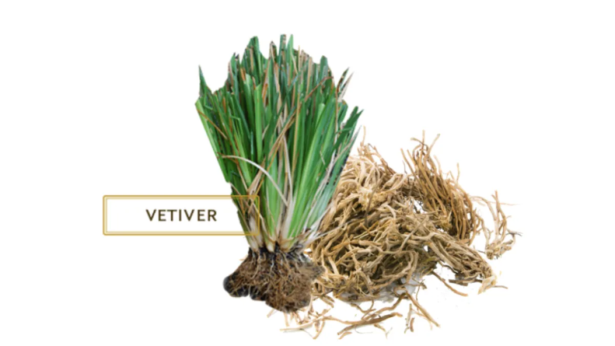 வெட்டிவேரின் நன்மைகள்| vetiver benefits in tamil