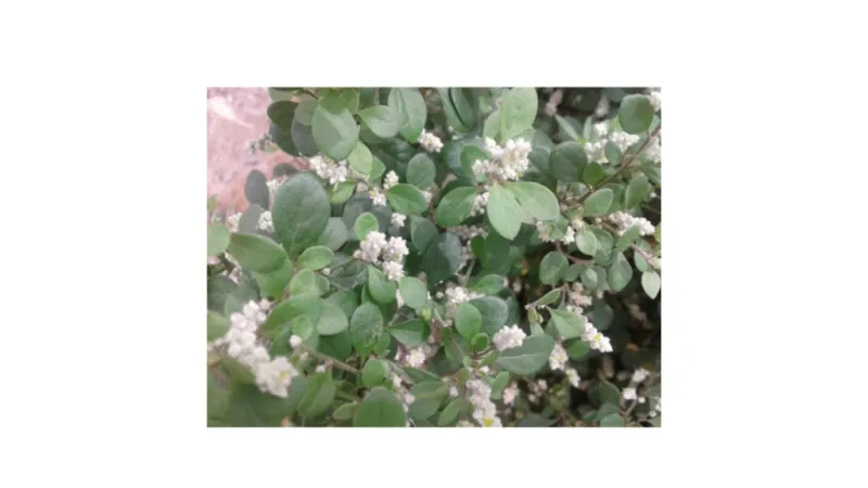 Benefits of sirukan peelai in tamil