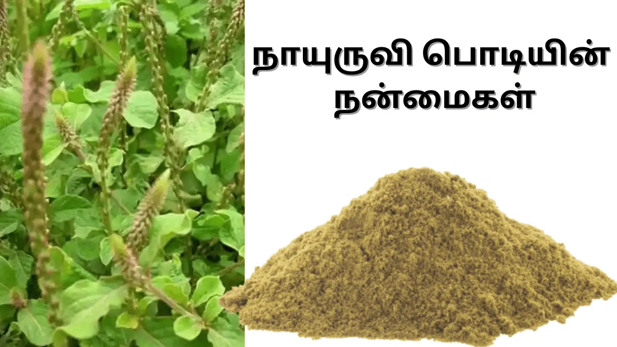 நாயுருவி பொடியின் நன்மைகள்