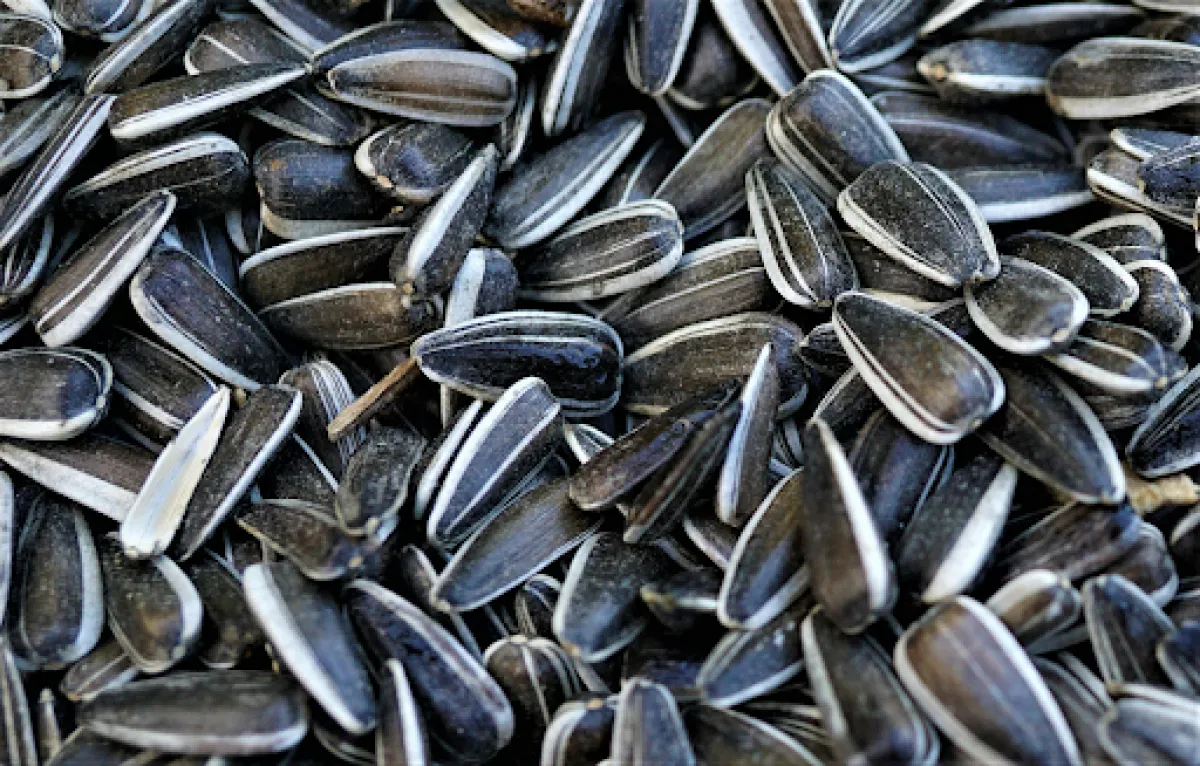 சூரியகாந்தி விதை பயன்கள் | sunflower seeds benefits in tamil