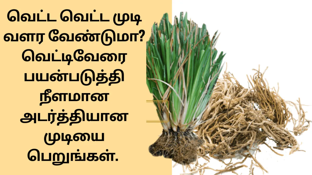 வெட்டிவேரின் நன்மைகள்