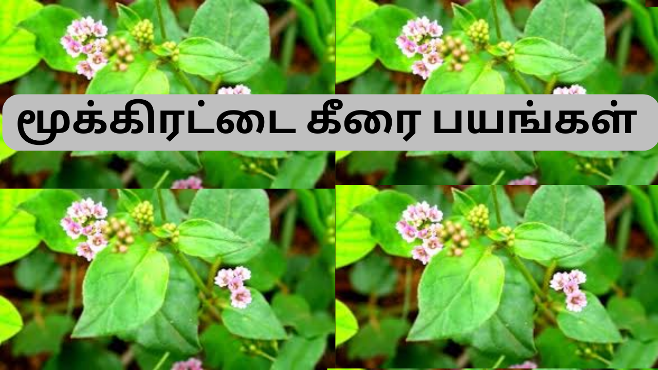 mukkirattai-keerai-benefits-in-tamil