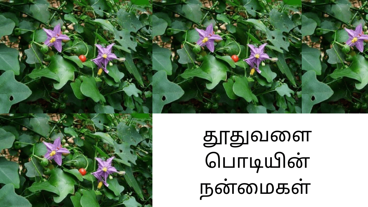 thoothuvalai-podi-and-their-uses-in-tamil