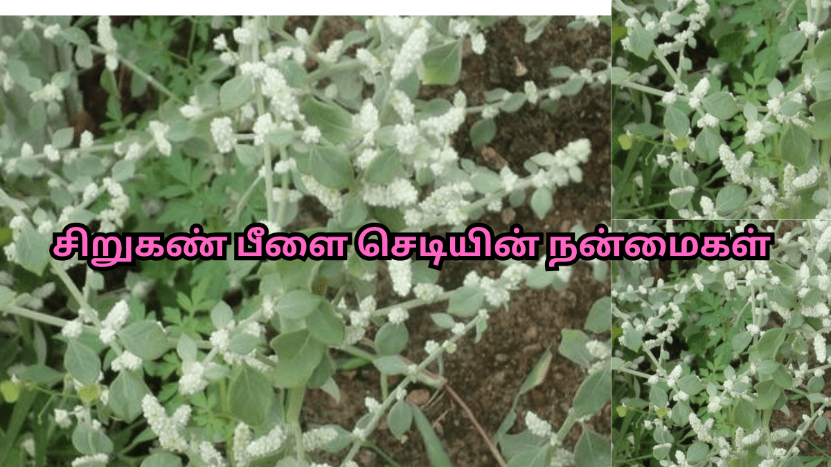 சிறுகண்-பீளை-செடியின்-நன்மைகள்