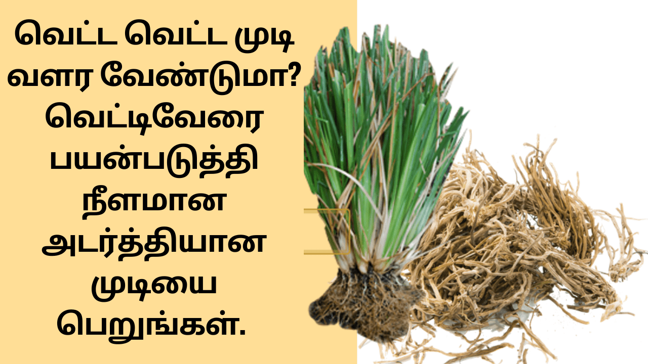 வெட்டிவேரின் நன்மைகள்
