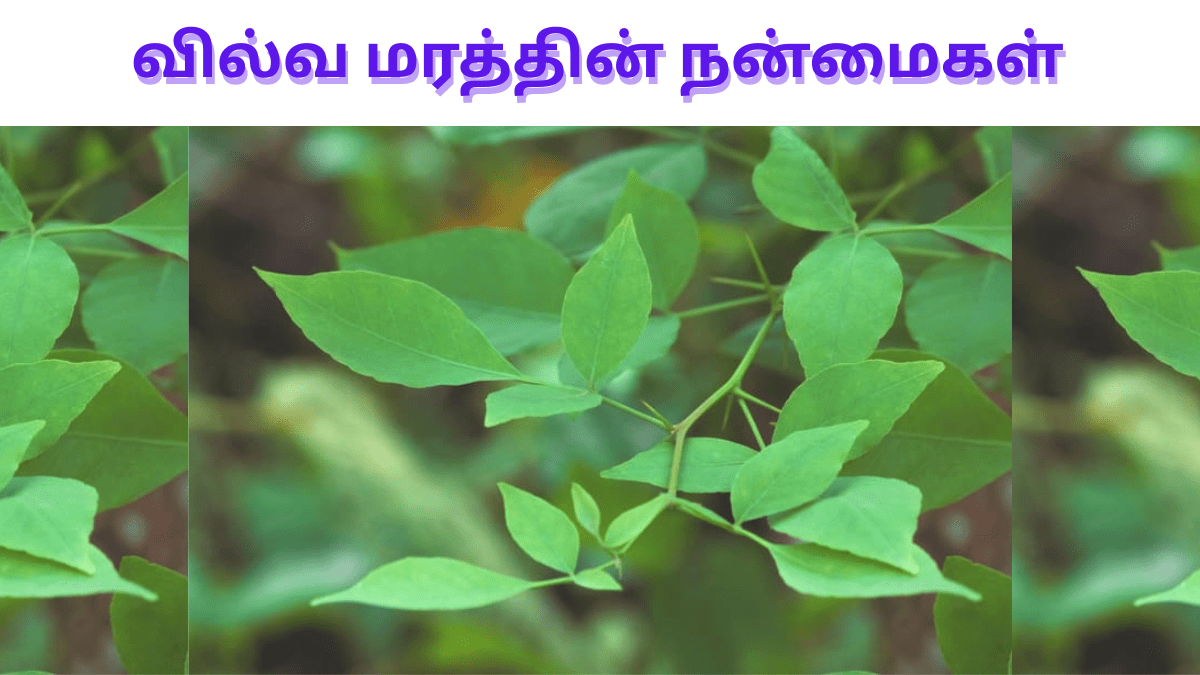 vilva-ilai-benefits-in-tamil